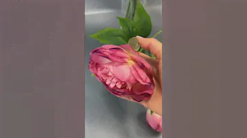 пионы флористические