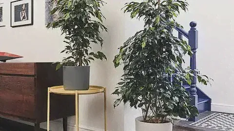ТОП-10 самых популярных КРУПНЫХ комнатных растений